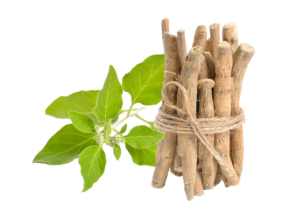 ashwagandha picture - stress management vitamins and herbs