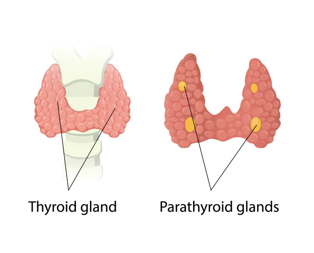 image parathyroid thyroid