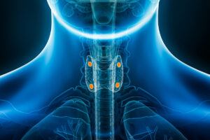 image parathyroid glands